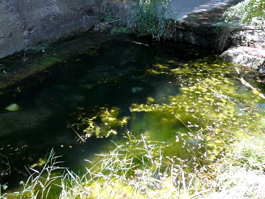 Rio Salivoli (Piombino) - rospi smeraldini in citt!